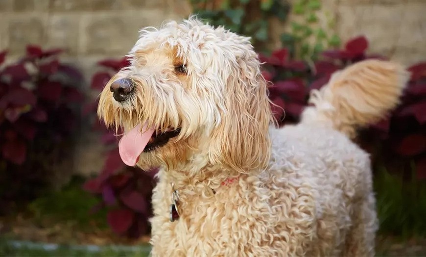 Up to 50% Off on Kennel / Pet Boarding at Dude Ranch Pet Resort