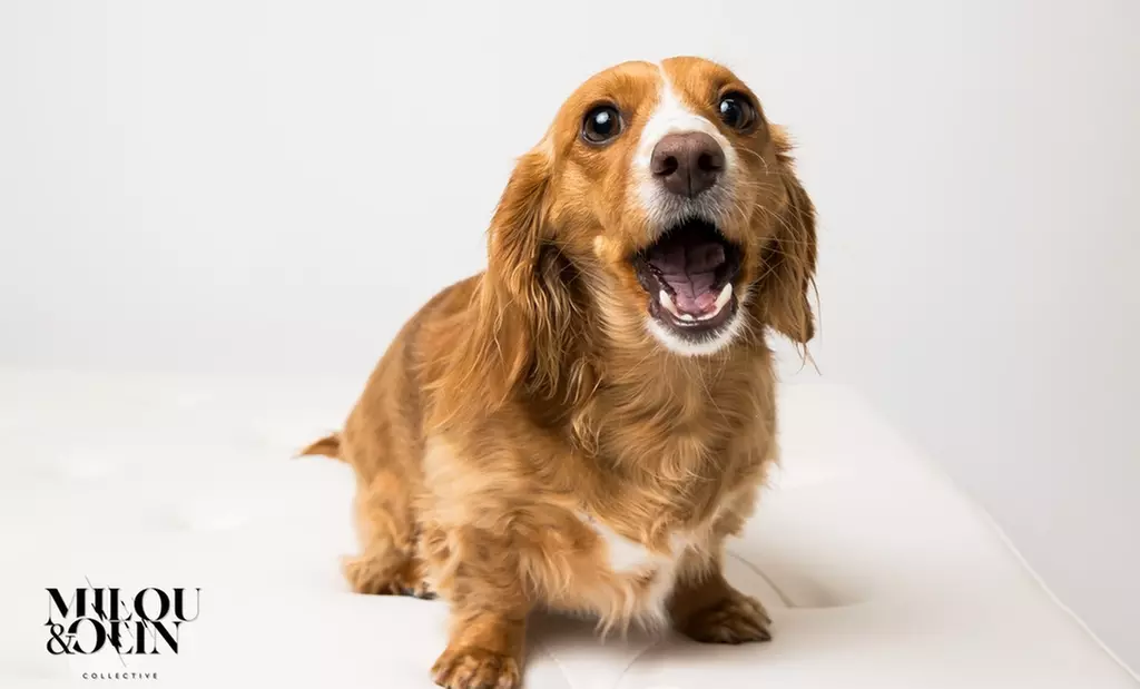 Up to 72% Off on Lifecycle Series Photography at Milou and Olin Photography - Second Medium