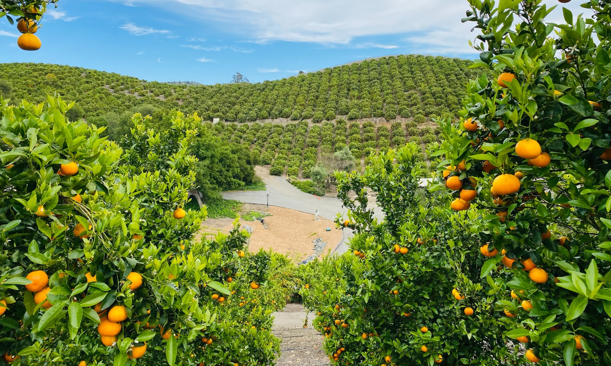 Up to 50% Off on Tangerine, and More at Sunmist Tangerine Farm