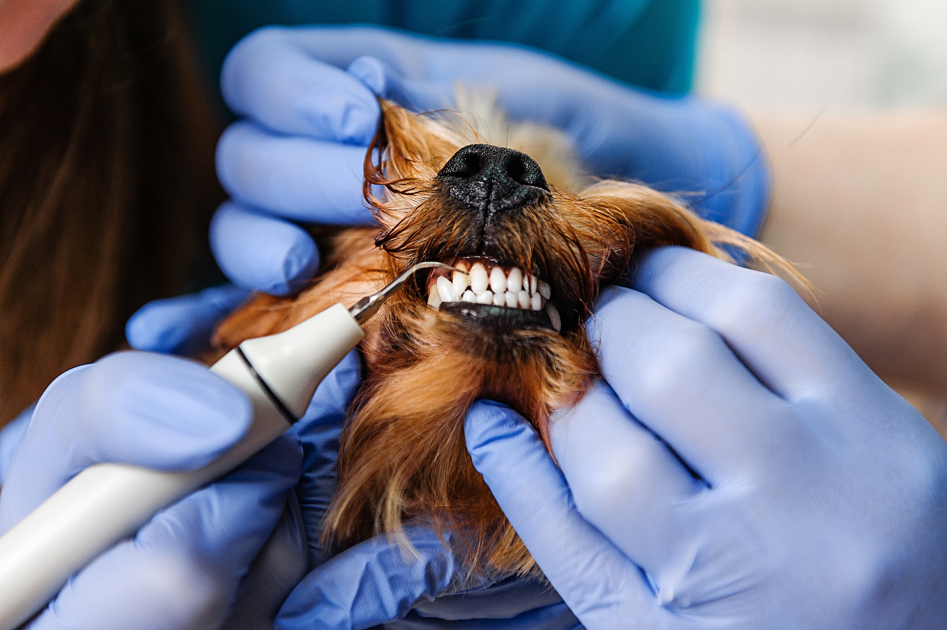 Up to 73% Off on Grooming - Pet (Retail) at Merryfield School of Pet Grooming