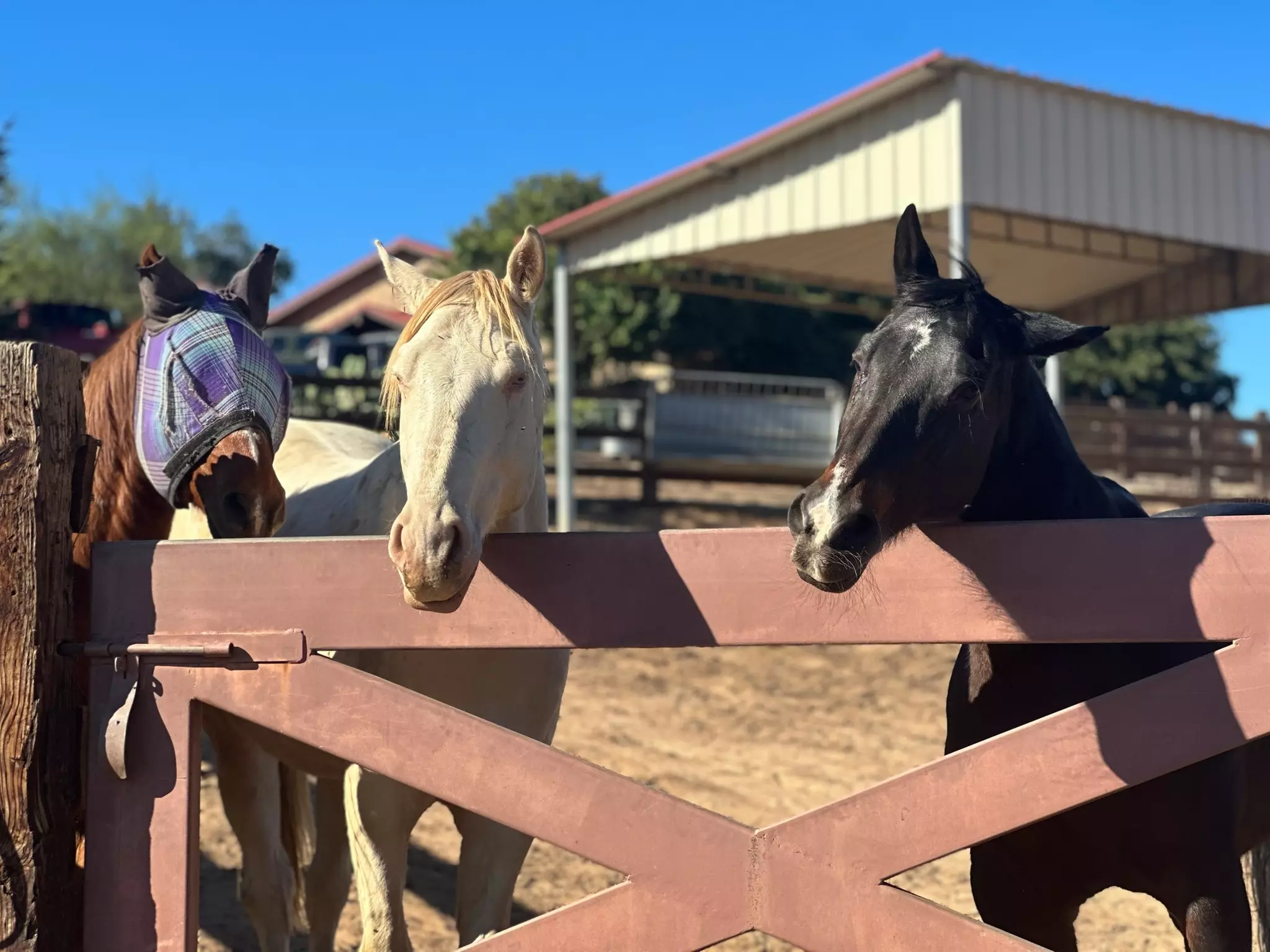 Up to 20% Off on Horse Back Riding - Training at Arena Equestrian - Primary Image