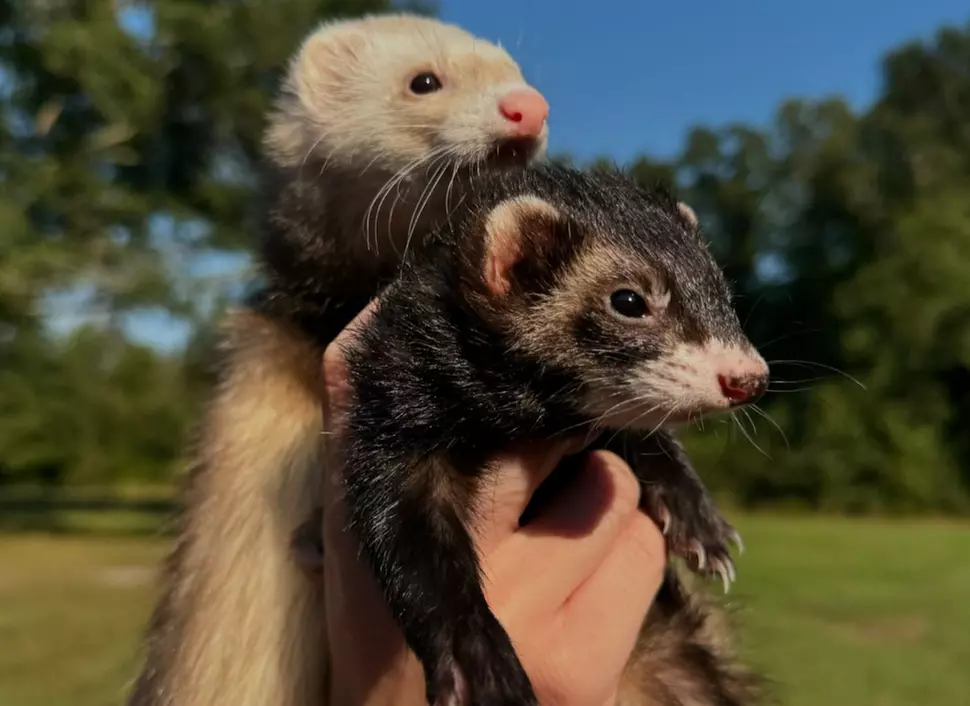 Zookeeper for a Day Experience – Sunset Wildlife Connection Florida