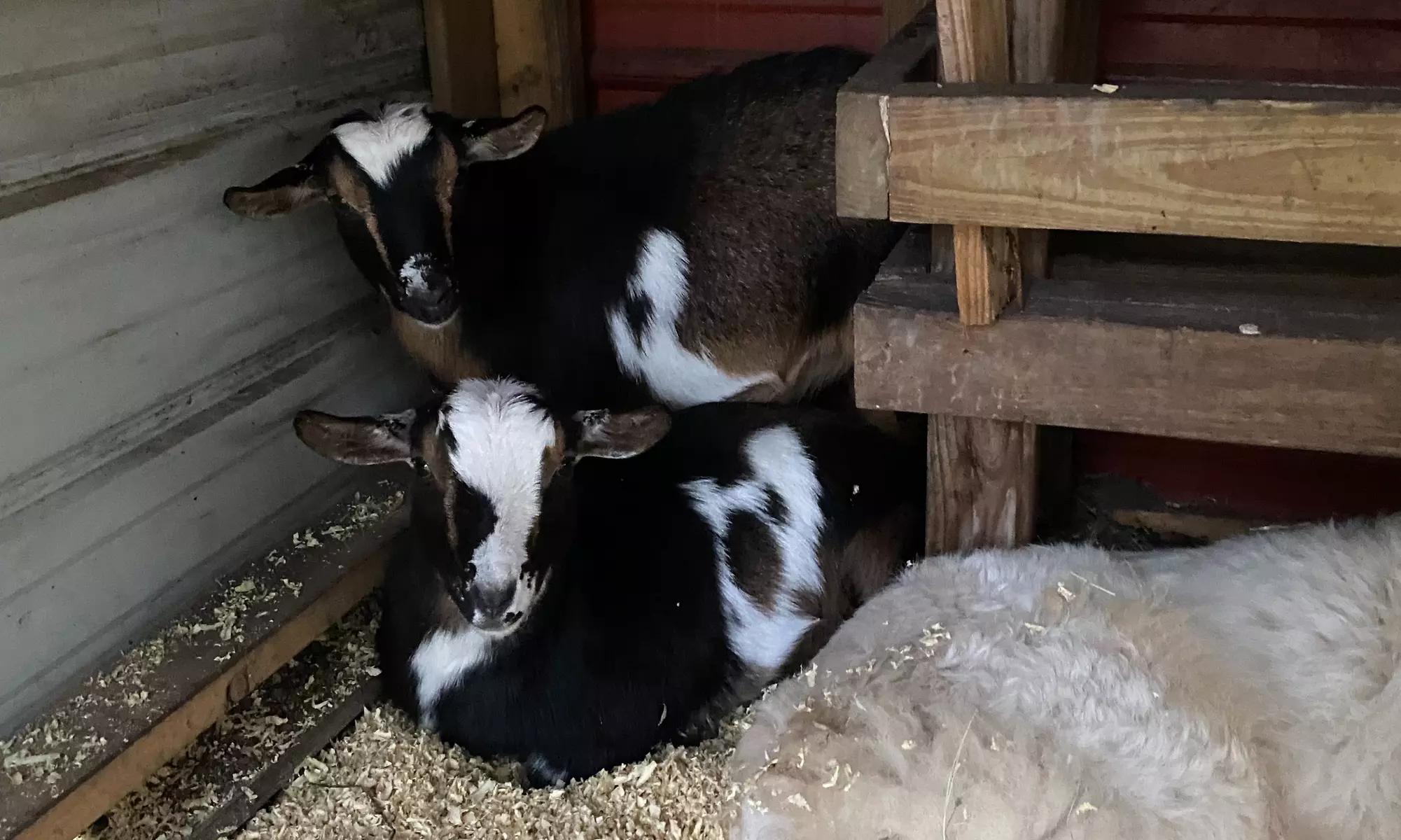 Invite Farm Animals at Your Venue: Friendly Goats, Dogs, and More