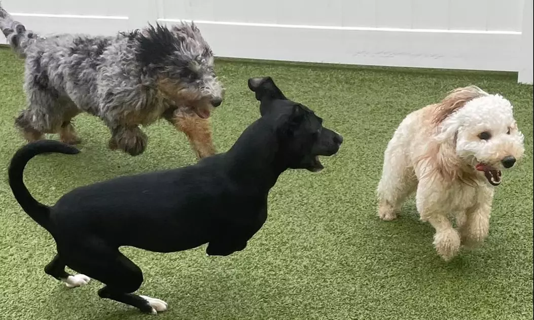 Up to 50% Off on Pet Sitter / Dog Walker at Inn The Doghouse Lake Worth - Primary Image