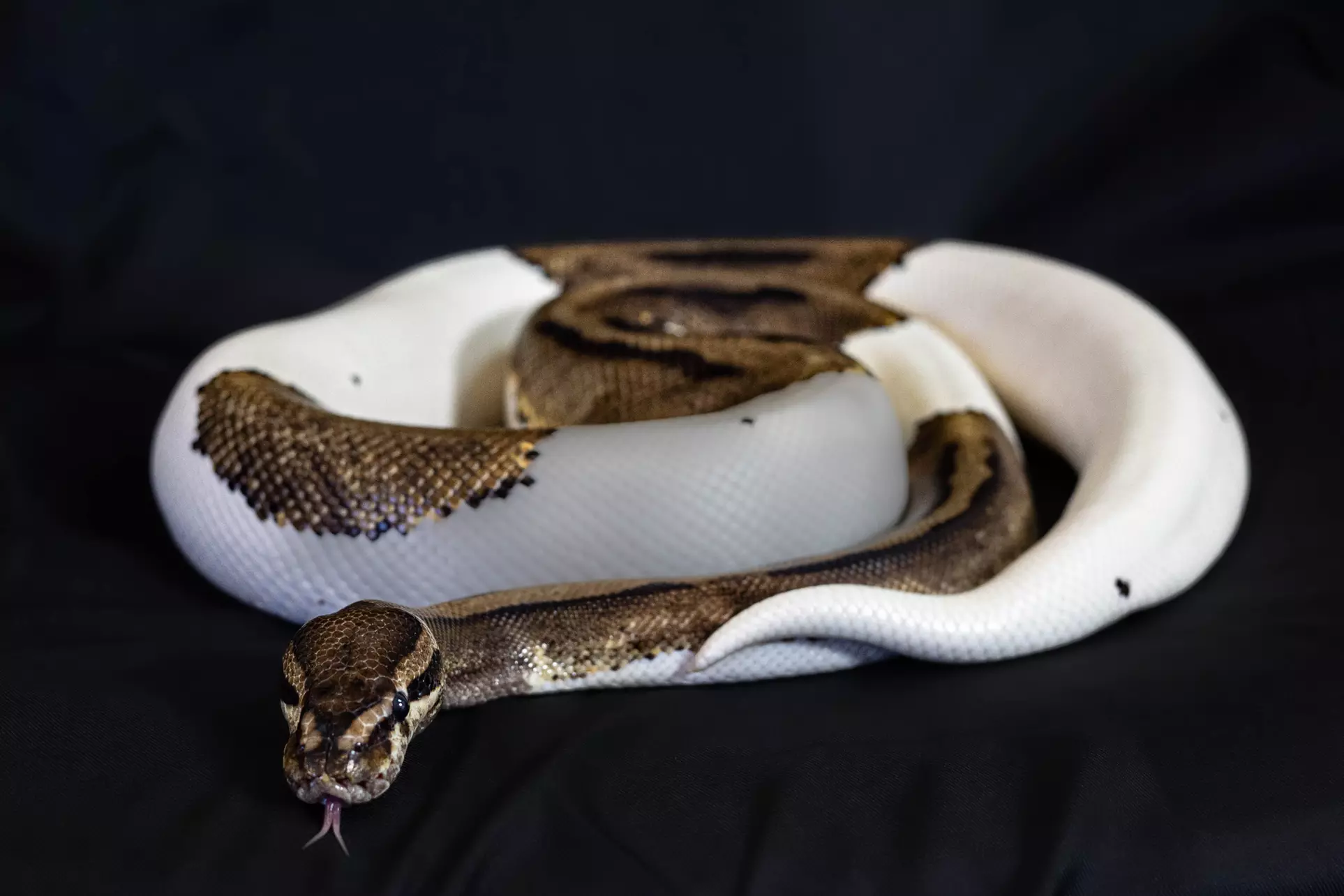 Petting Zoo:Reptile Zoo Admission for Two, Four or Eight - Primary Image