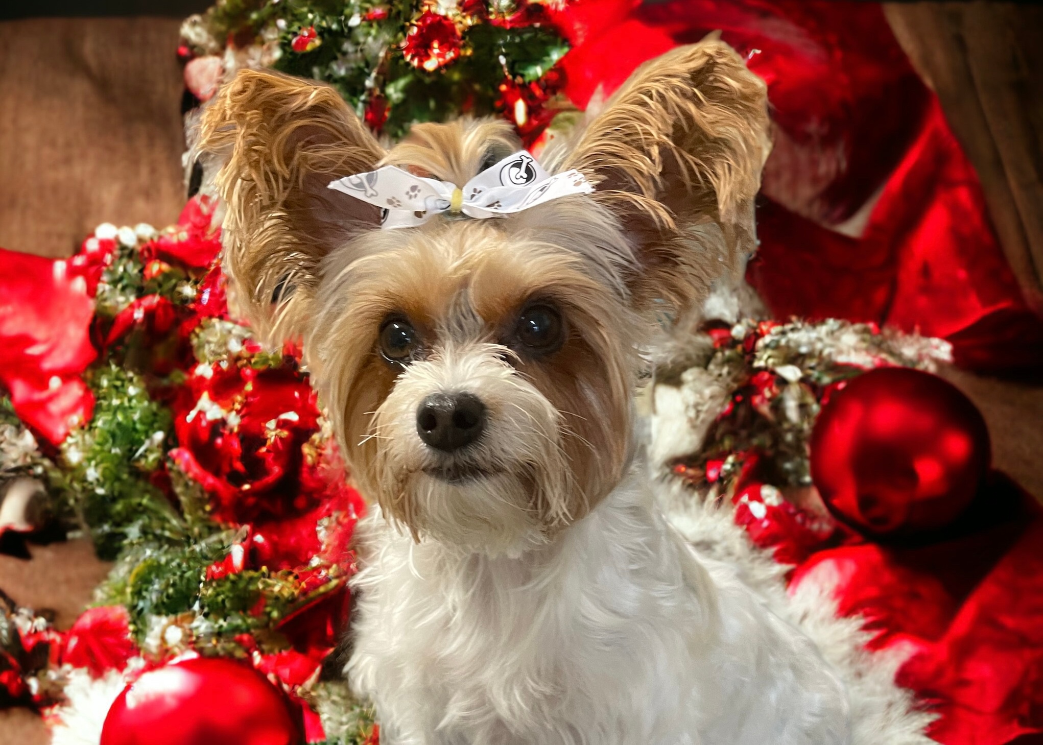 Full Bath and Grooming for All Dog Sizes