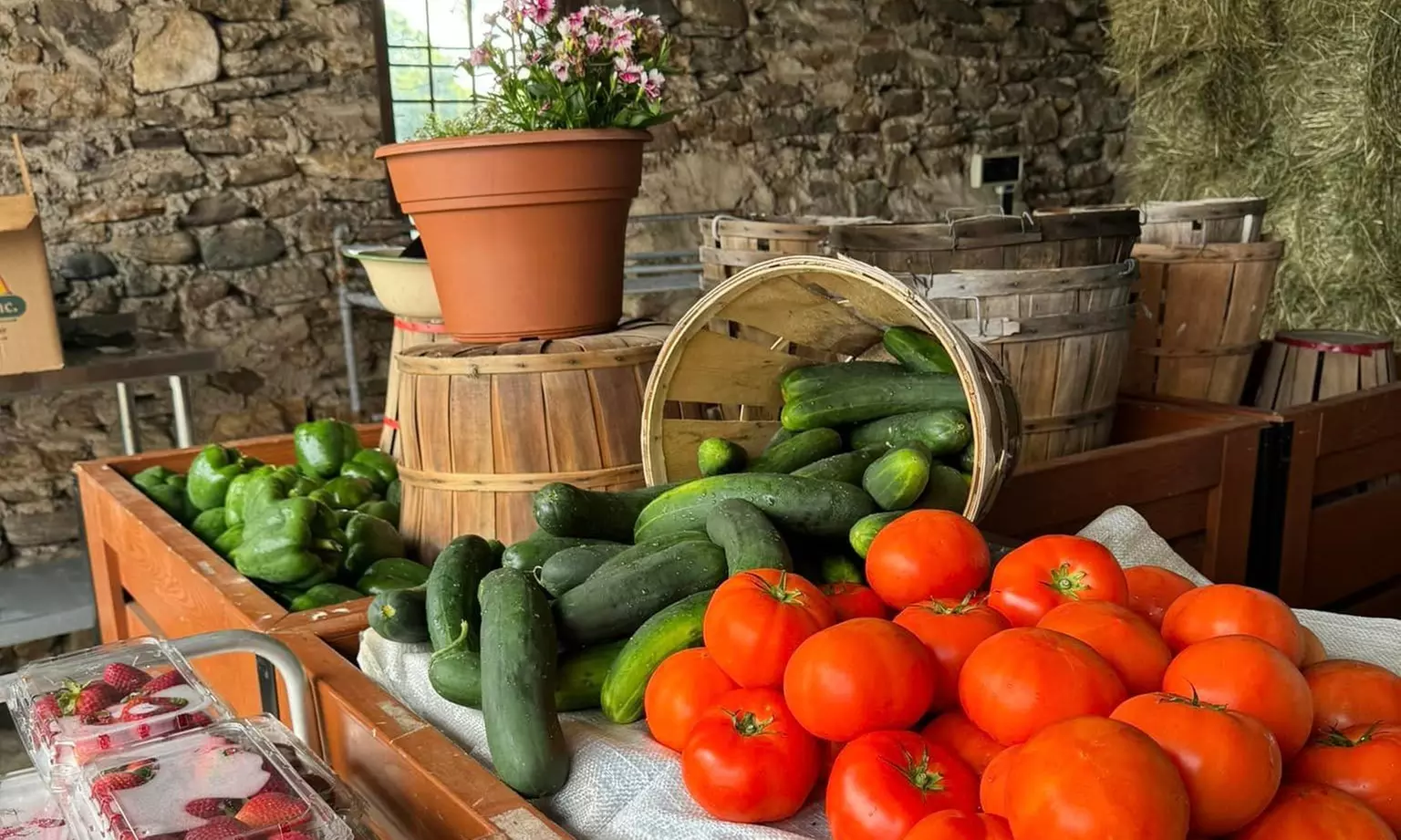 Up to 58% Off on Guided Walking Tour at CT Hemp