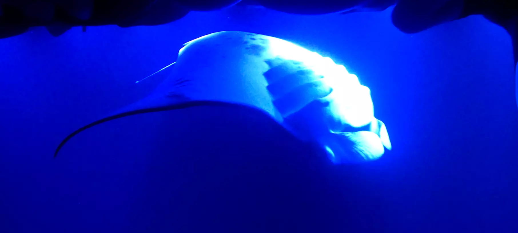 Discover the Magic of Night Snorkeling with Kona's Magnificent Manta Rays (Up to 41% Off) - Second Medium