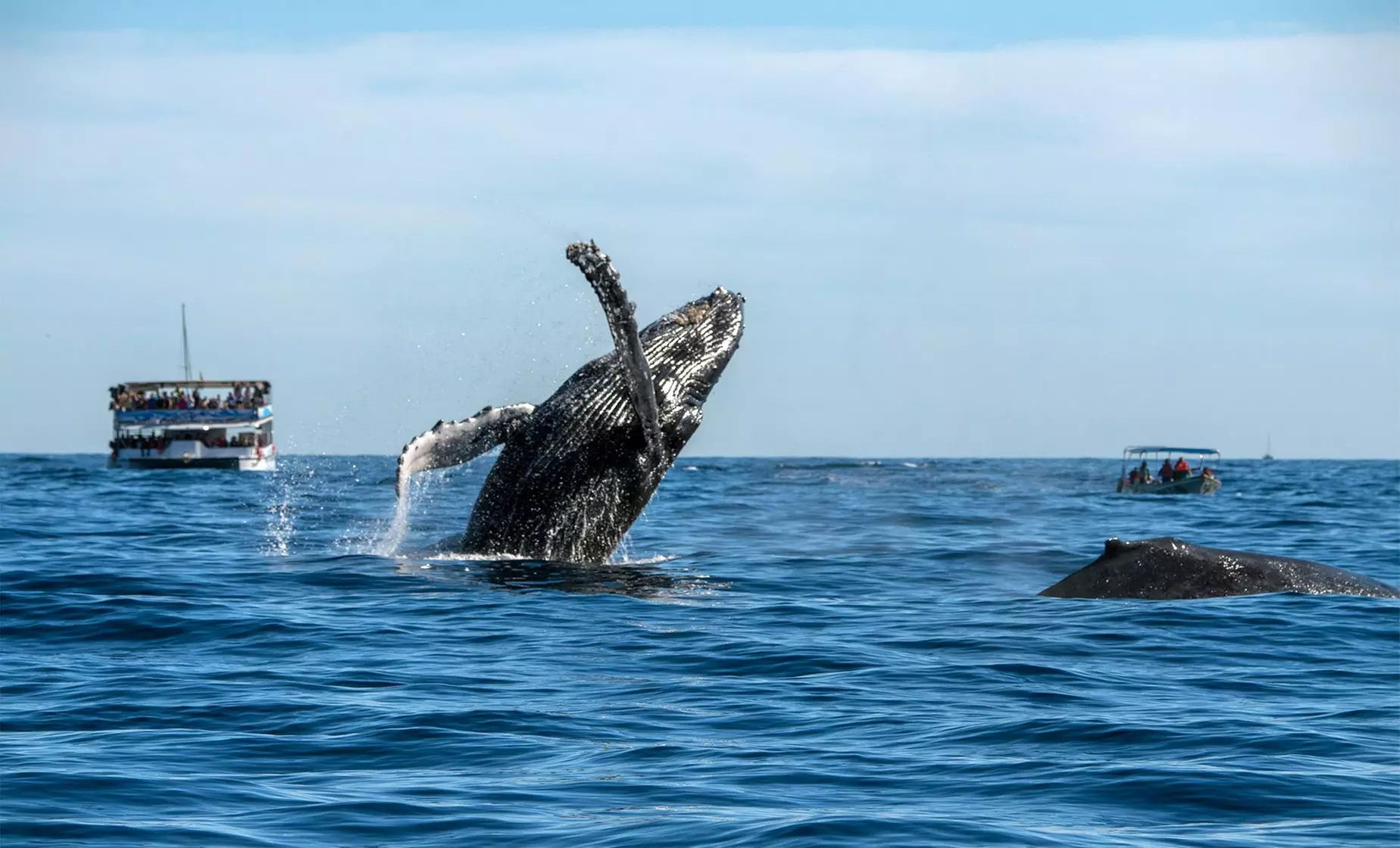 Up to 10% Off on Whale / Wildlife Watching at Go Hawaii Watersports - Second Medium