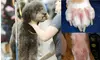 Up to 50% Off on Pet Grooming at petNmind Naturals Fort Lauderdale