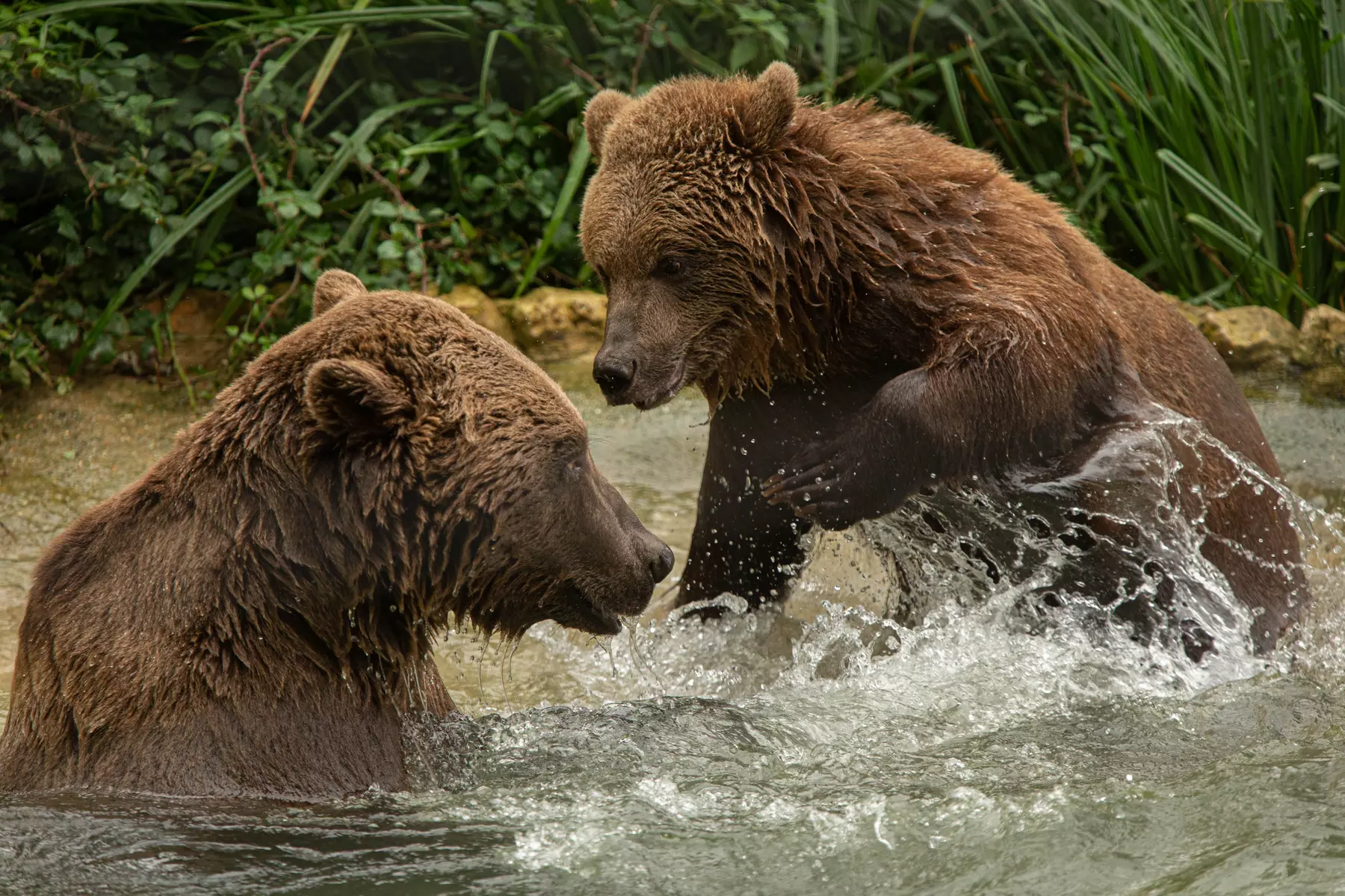 Up to 17% Off on Zoo / Animal Park at The Aspinall Foundation