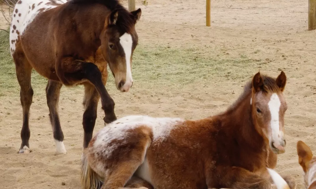 Up to 46% Off on Horse Back Riding - Training at Cascade Trails Mustang Sanctuary - Primary Image