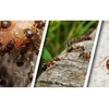 Image 1: Up to 68% Off on Inspection - Structural at Impressive Exterminating Pest Control