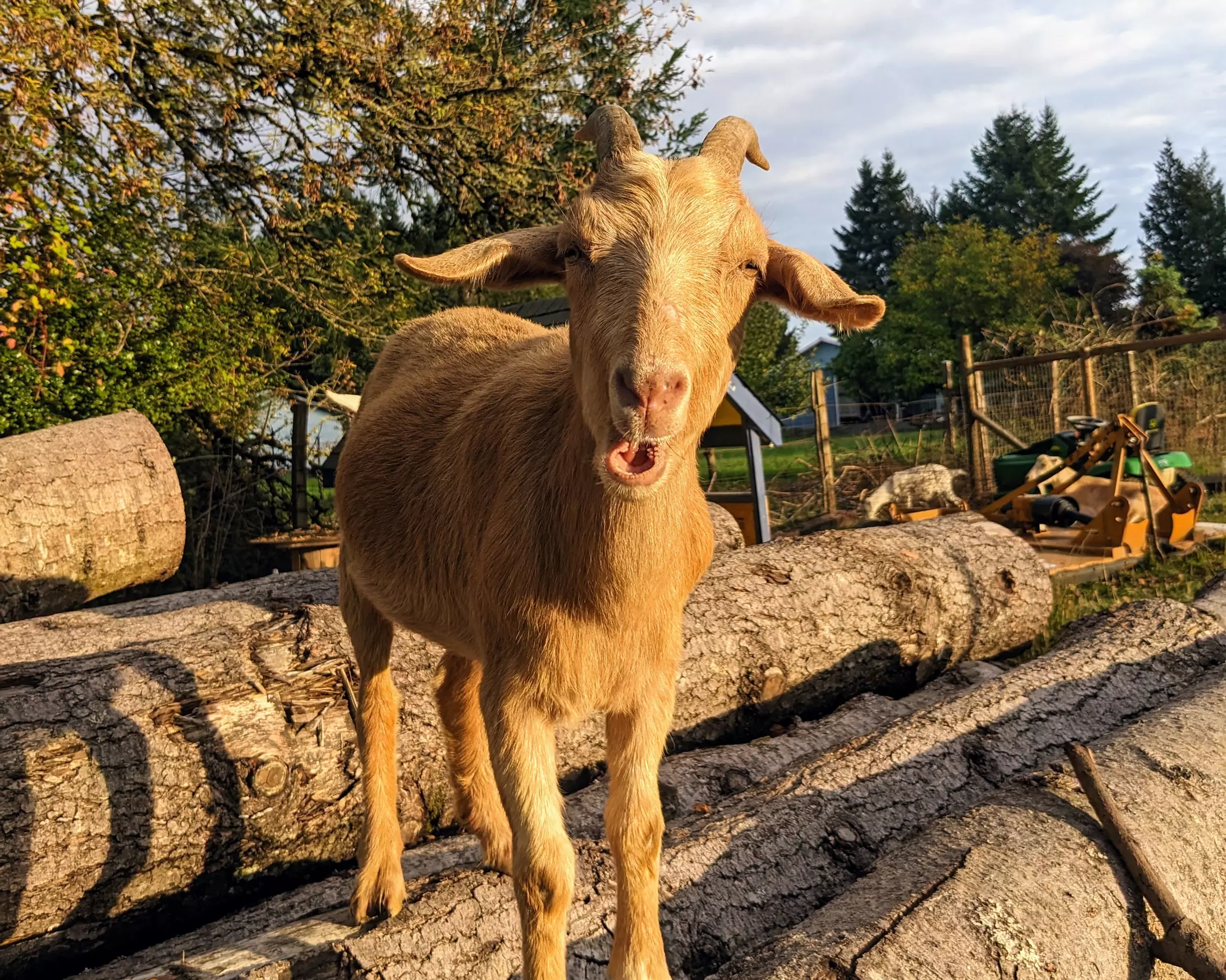 Up to 37% Off on Petting Zoo at Sackos Acres, LLC