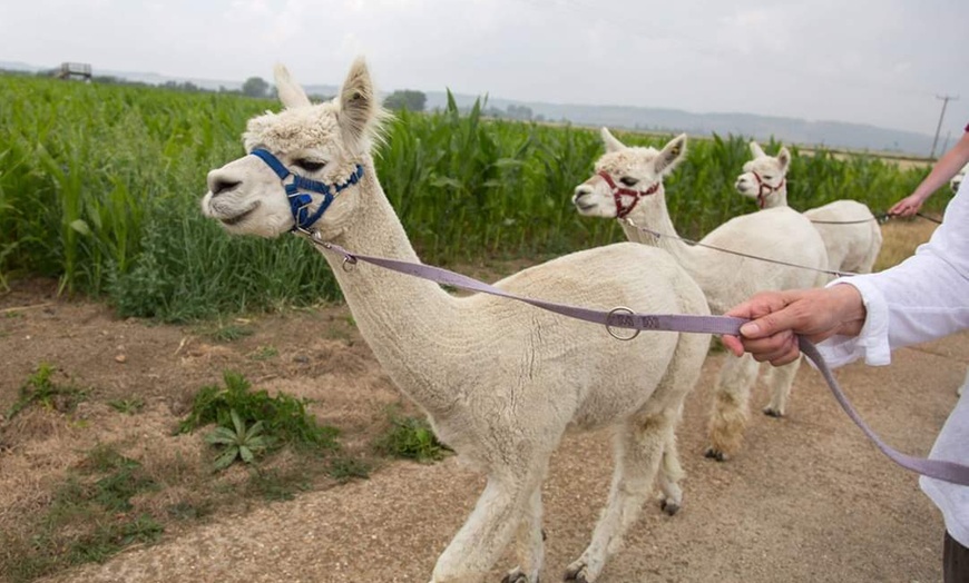 Image 1: Alpaca Trek For Two