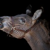 Image 4: Animal Sanctuary Tour in Penngrove