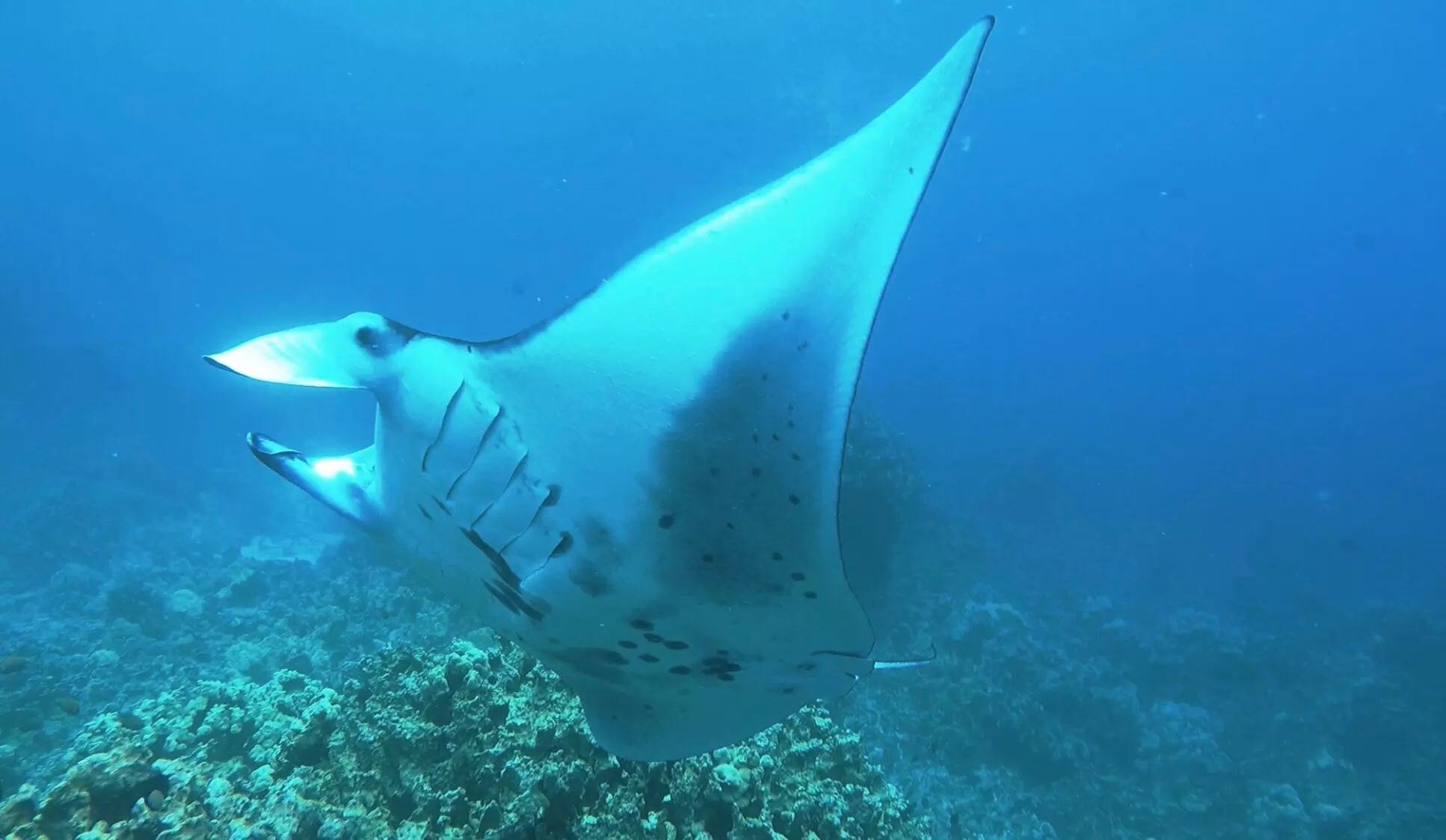Discover the Magic of Night Snorkeling with Kona's Magnificent Manta Rays (Up to 41% Off) - Primary Image
