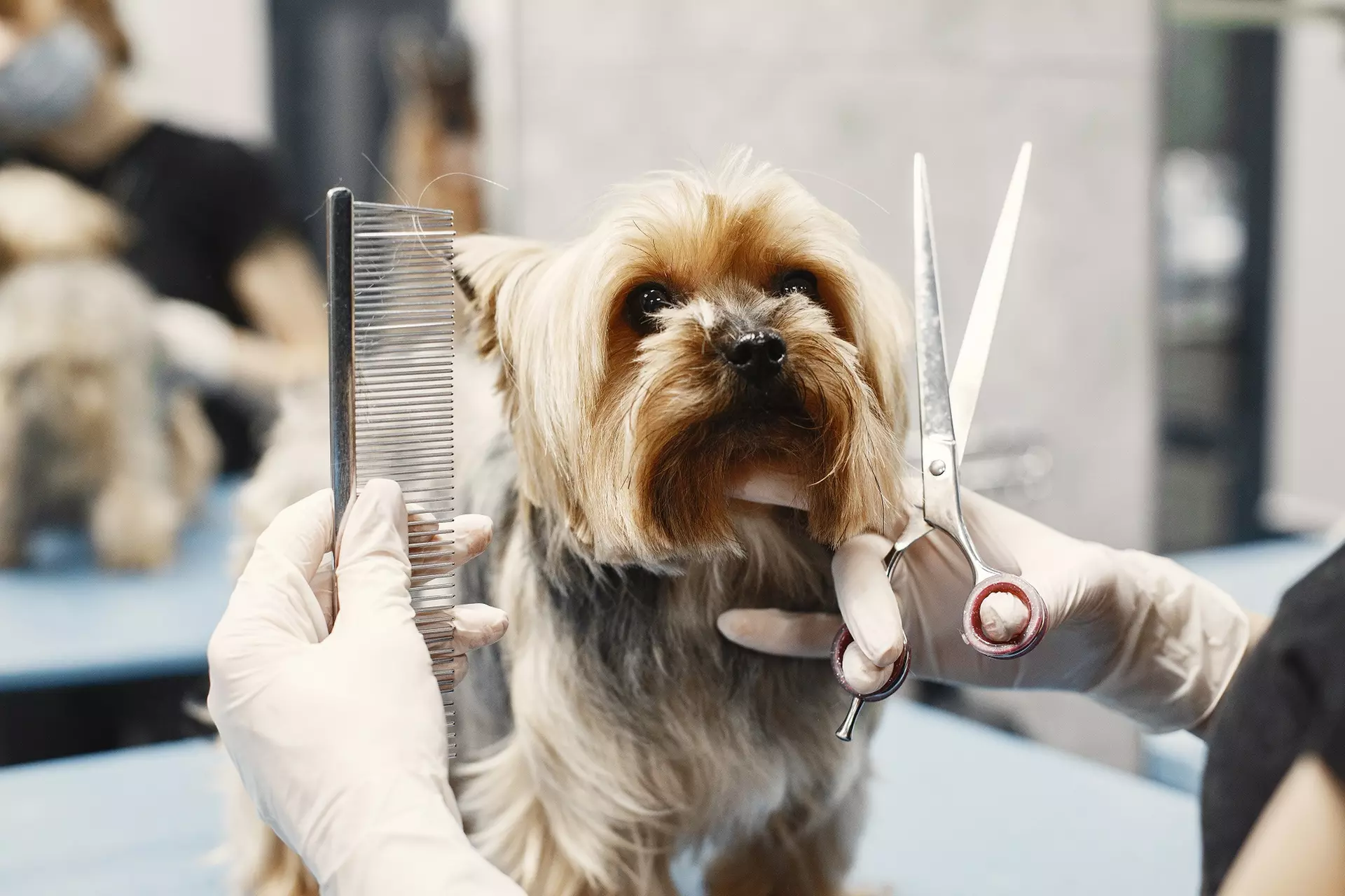 Up to 62% Off on Academic Tutor at The Animal Care - Second Medium