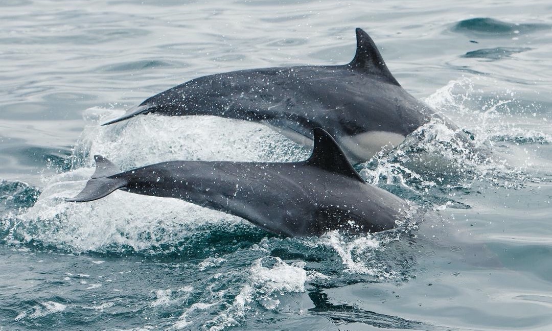 2.5 Hour Whale Watching & Dolphin Sightings – Redondo Beach