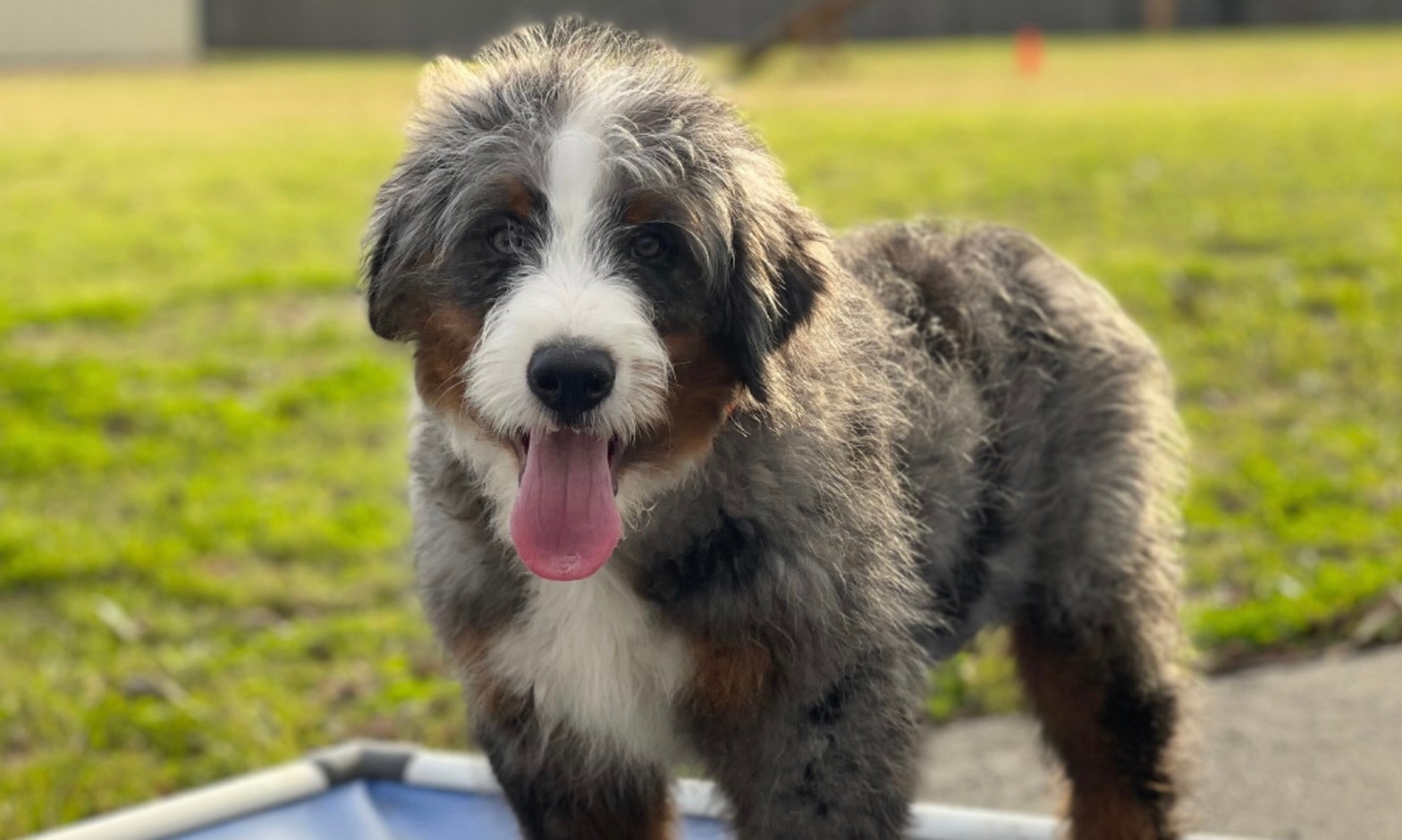 Up to 50% Off on Pet Daycare