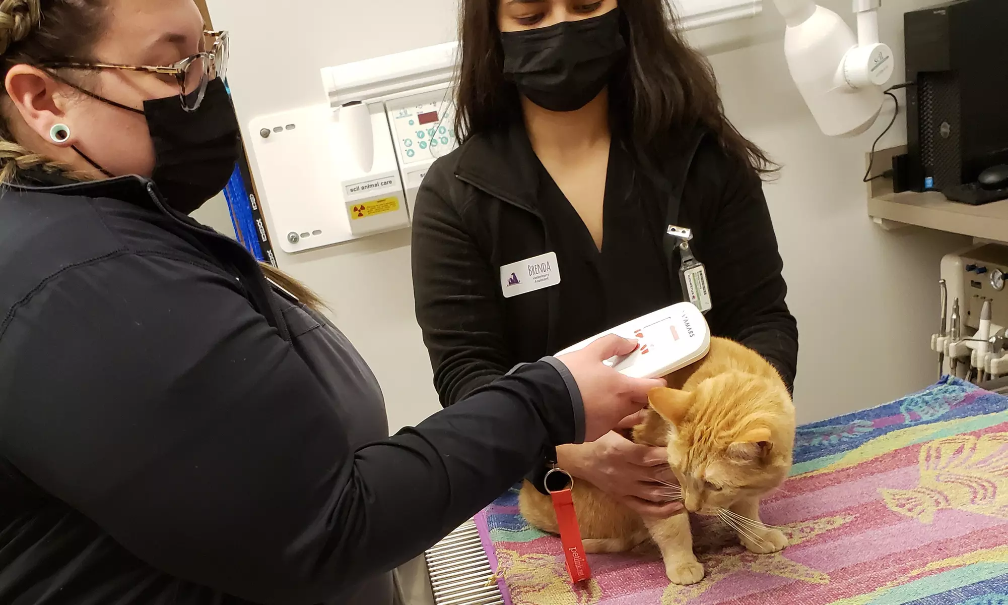 Experience Urban Veterinary Associates' top-notch discounted wellness or sick exams with up to 32% off - Primary Image
