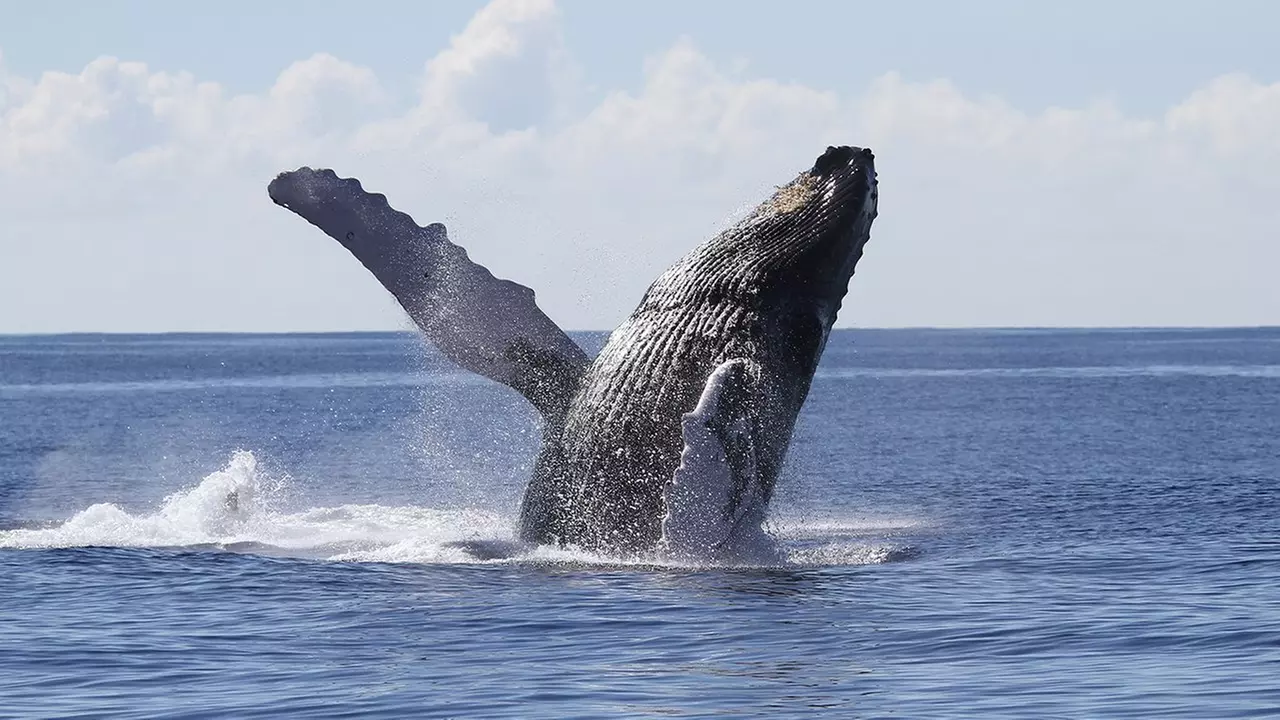 Up to 10% Off on Whale / Wildlife Watching at Go Hawaii Watersports - Primary Image