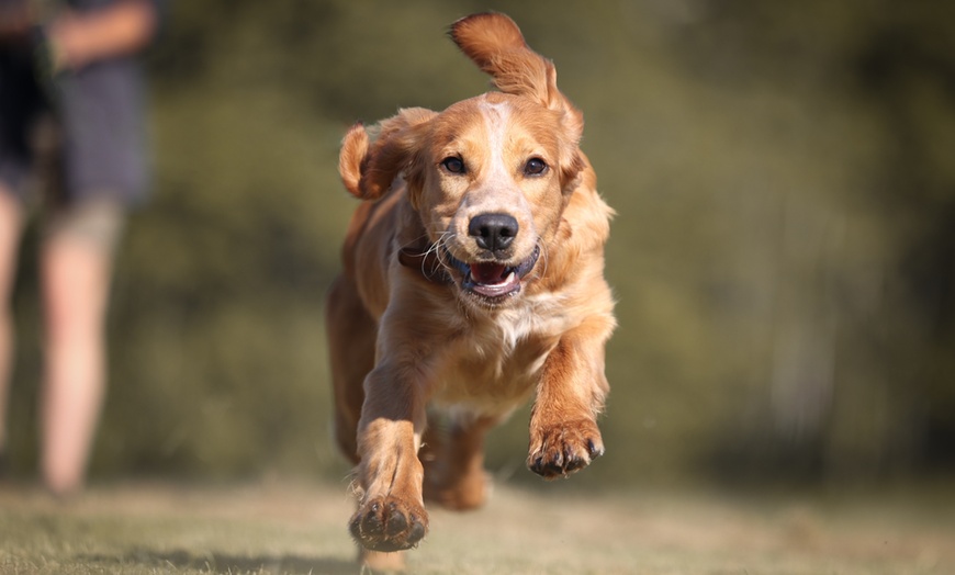 Image 1: Up to 76% Off on Obedience School at The Modern Dog Trainer