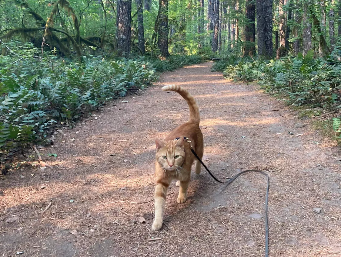 Up to 66% Off on Adventure Cat Training Program at Strive K9 - Second Medium