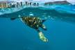 Experience VIP Tours and Activities' Turtle Canyon Snorkel Cruise in Honolulu, snorkeling with turtles up to 48% off - Second Medium