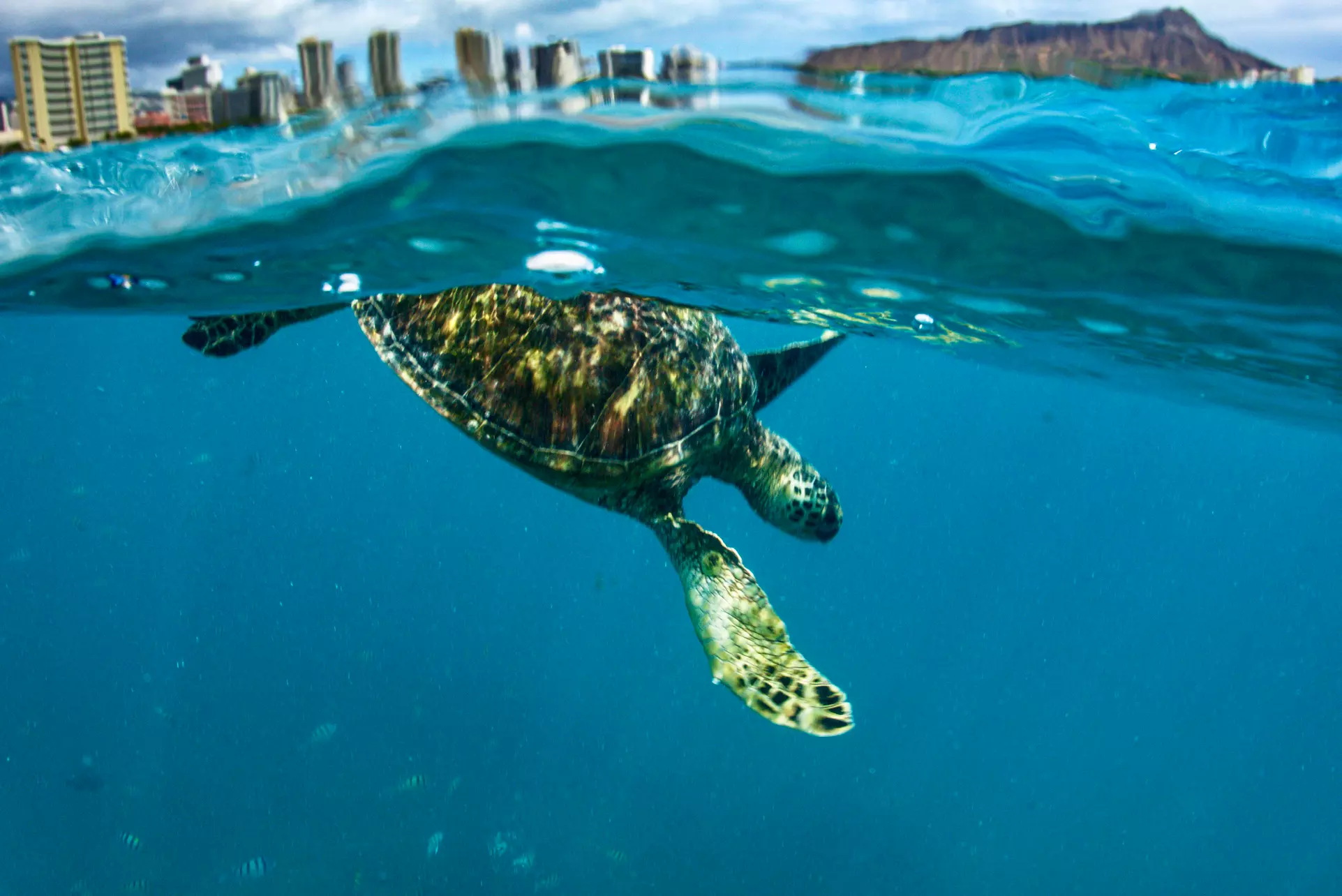 Snorkel with turtles at Turtle Canyon in Honolulu