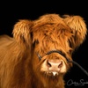Image 1: Animal Sanctuary Tour in Penngrove