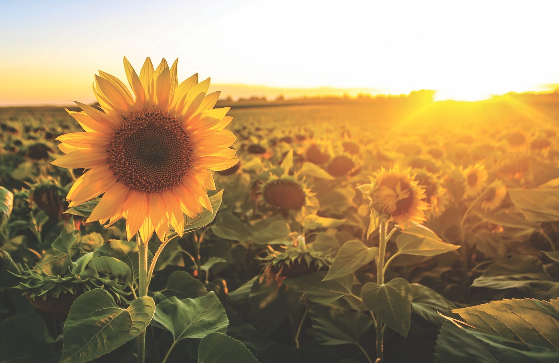 Capture Stunning Seasonal Memories with Sunflower Photo Shoots