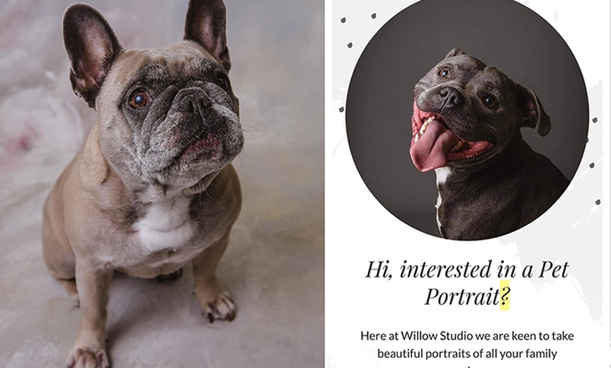 Image 3: Photo Shoot - Pet at Willow Photographic Studio