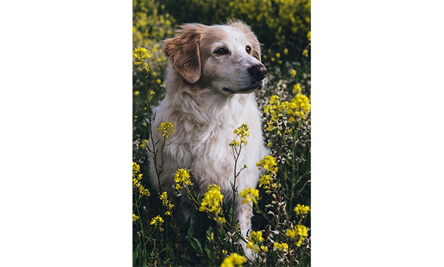 Image 4: Hasta 75% en Sesión fotográfica Mascotas en Ciervo Fotografía