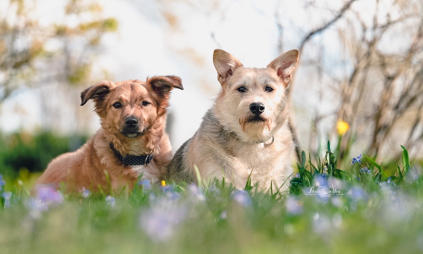 Image 1: Bis zu 59% Rabatt auf den Fotoaufnahmen – Tier bei Focus On You Fotografie