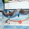Image 4: VIP & Regular Passes to Dolphin & Seal Show for Adults & Children 