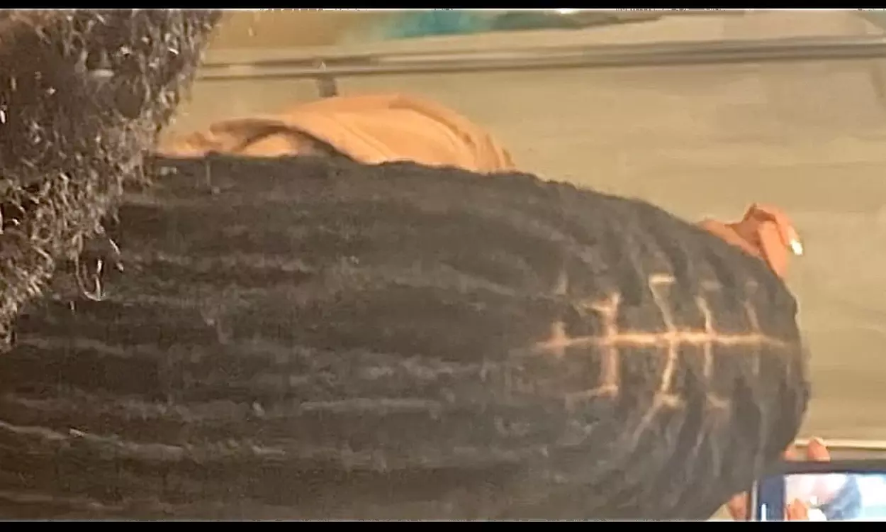 Up to 30% Off on Salon - Hair Braiding at TN Beauty Salon - Primary Image