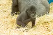 Save  Up to 44% Off on Digital Animal Adoption + Entry to Howletts Wild Animal Park – Support Wildlife Conservation - Image 2