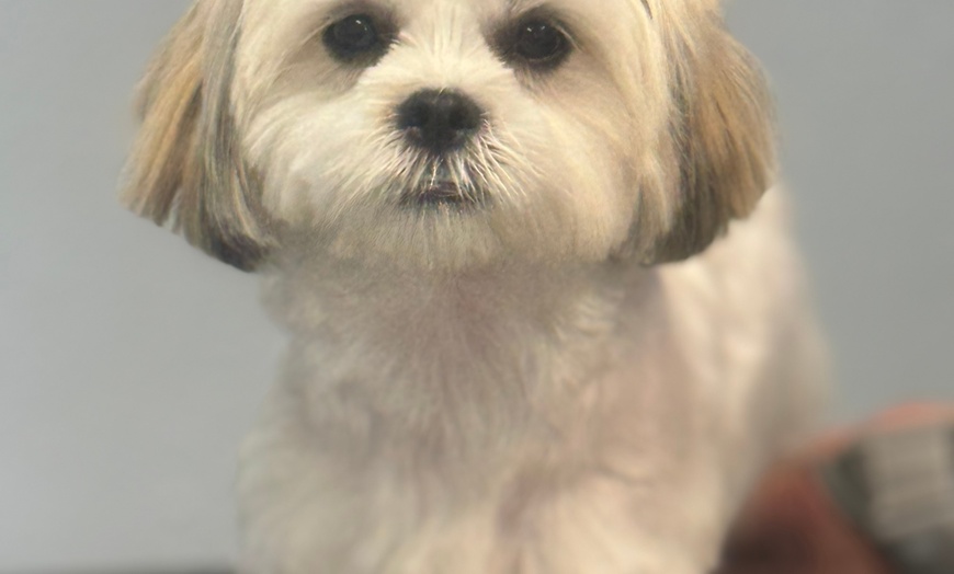 Image 11: Up to 46% Off on Pet Grooming at Dog and Cat Planet