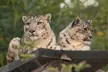Save  Up to 44% Off on Digital Animal Adoption + Entry to Howletts Wild Animal Park – Support Wildlife Conservation - Image 6