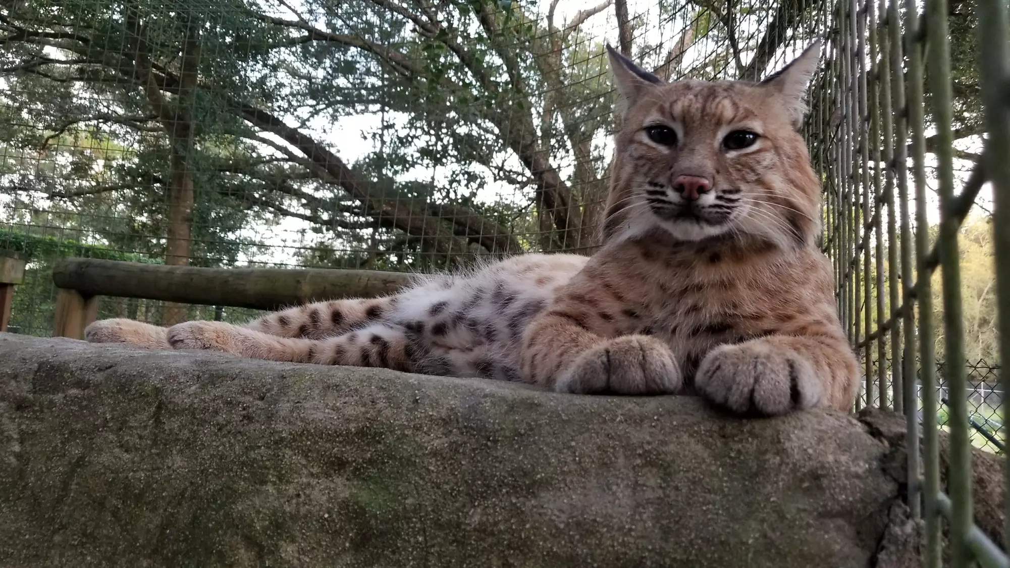 Exotic Animals Walking Tour for Two or Up to Six at Wildlife Survival Sanctuary (Up to 45% Off) - Second Medium