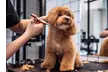 Pet Pamper Grooming: Full Grooming + Haircut for Cats & All Dog Sizes at Petluxe Boutique & Spa (Up to 78% Off) - Image 2
