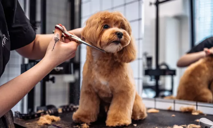 Pet Pamper Grooming: Full Grooming + Haircut for Cats & All Dog Sizes