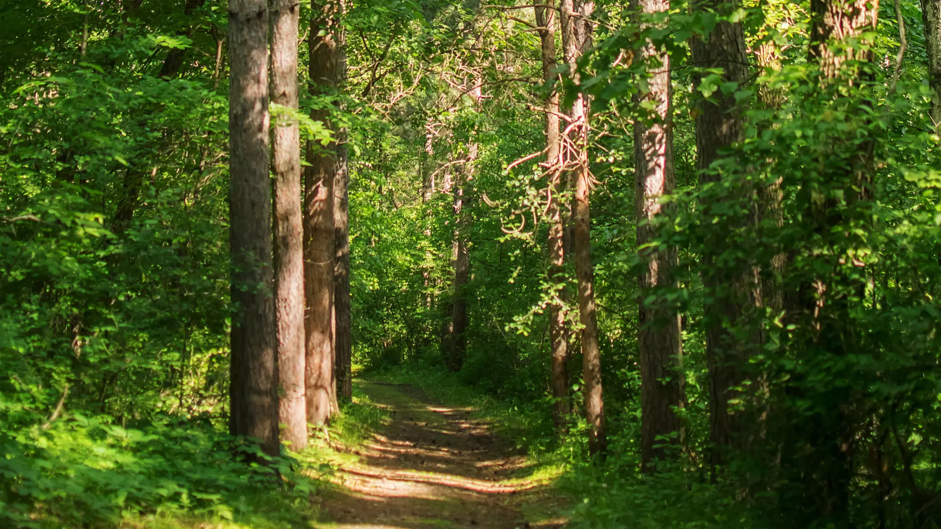 Guided Group Tour or Birthday Party at Caponi Art Park Learning Center (Up to 60% Off) - Second Medium