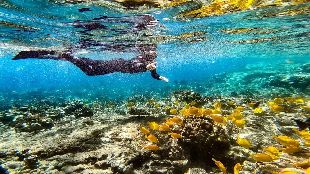 Join Dolphin Discoveries for a Three Hour Snorkel at Captain Cook – Explore, Discover, and Make Waves! (Up to 24% Off)