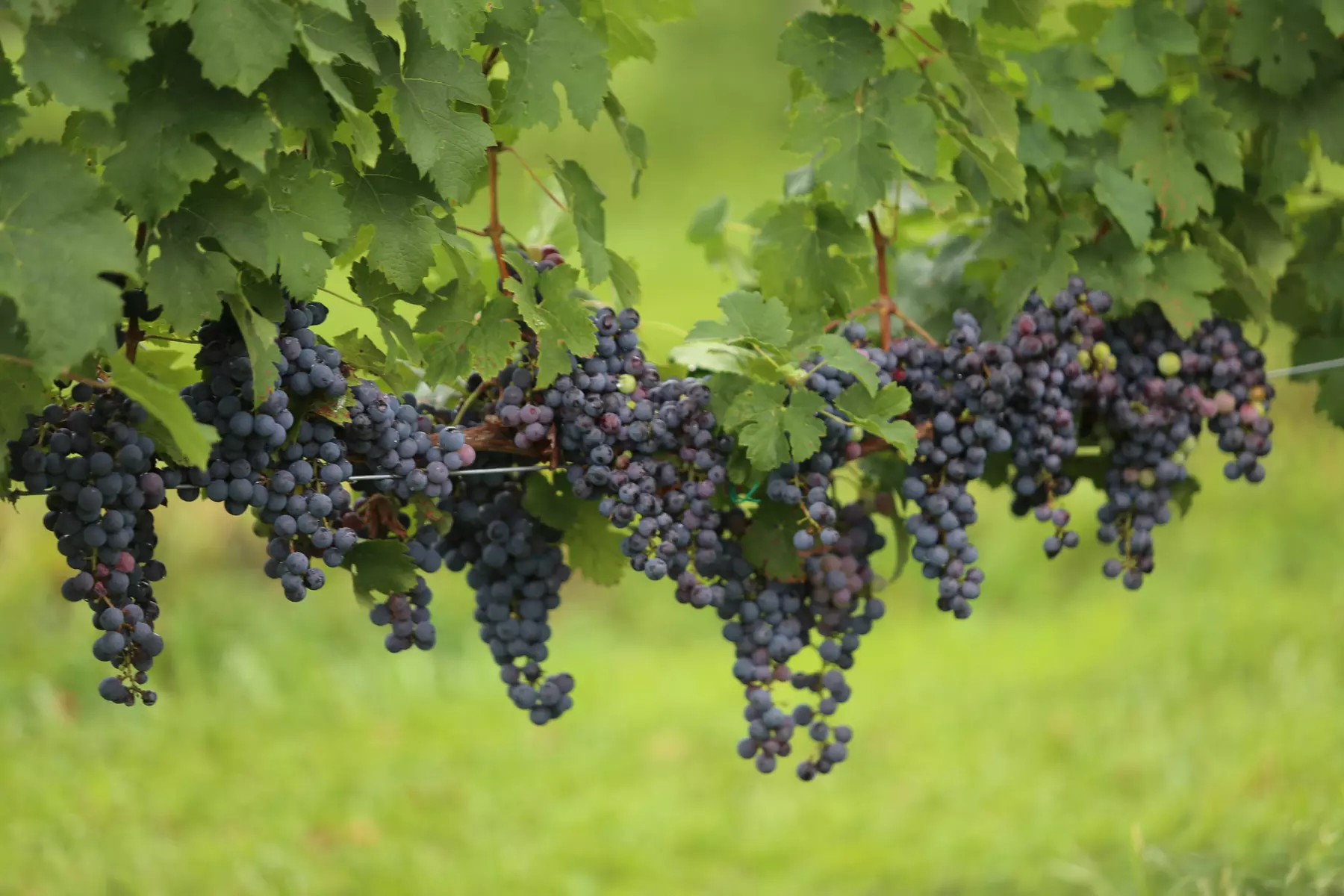 Enjoy Weekend Wine Tasting for Two or Four at Scenic Vineyard