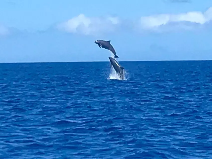 Join Dolphin Discoveries for a Three Hour Snorkel at Captain Cook – Explore, Discover, and Make Waves! (Up to 24% Off) - Second Medium