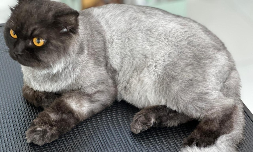 Image 3: Full Grooming for Furry Friends - Cat, Small, or Medium Dog