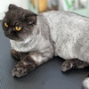 Image 3: Full Grooming for Furry Friends - Cat, Small, or Medium Dog