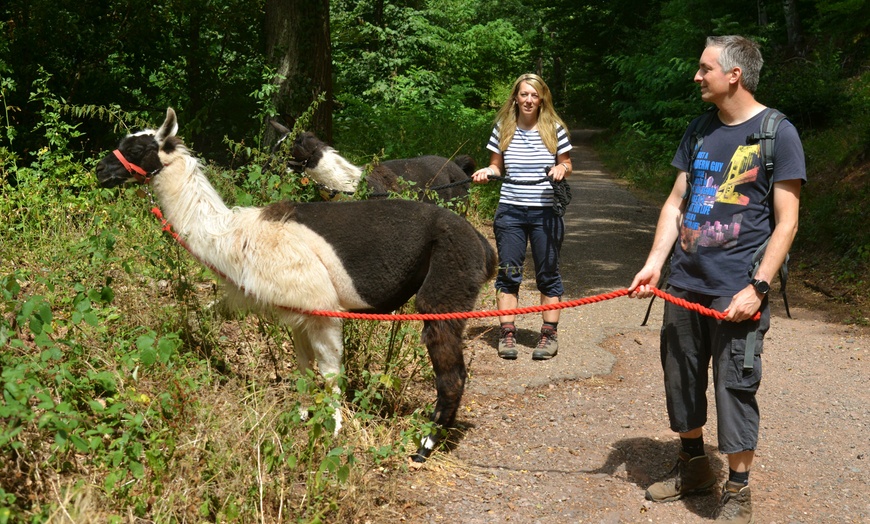 Image 3: Bis zu 32% Rabatt auf Lamatrekking bei Pfalz Lamas